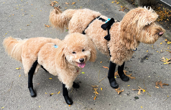 Deluxe Easy-On Dog Boot Leggings