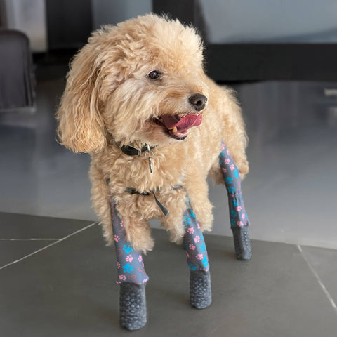 dog wearing indoor socks leggings for traction