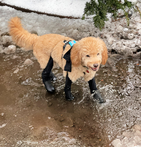 dog walking in the rain and snow with boots