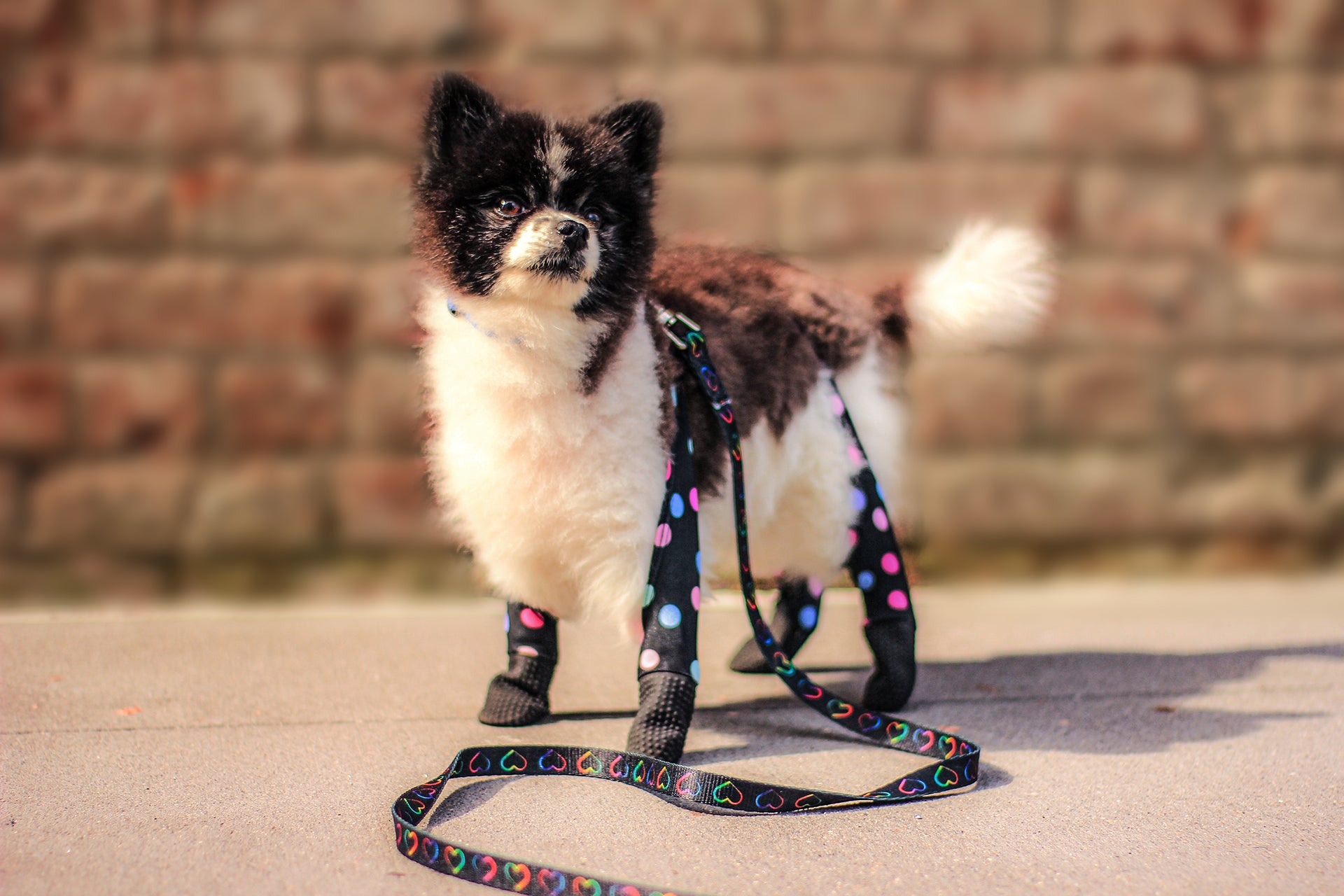 dog leggings for back legs