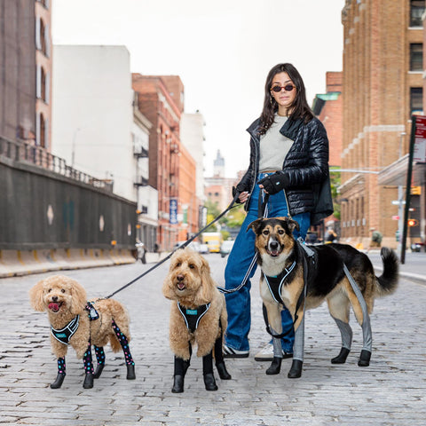 walking 3 dogs wearing dog boot leggings