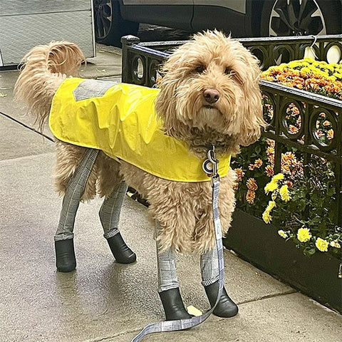 dog in boots and raincoat