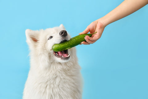 large dog eating a cucumber