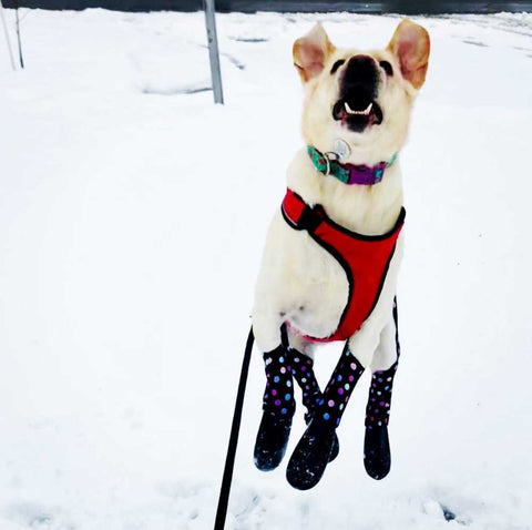 are dog boots really necessary during winter