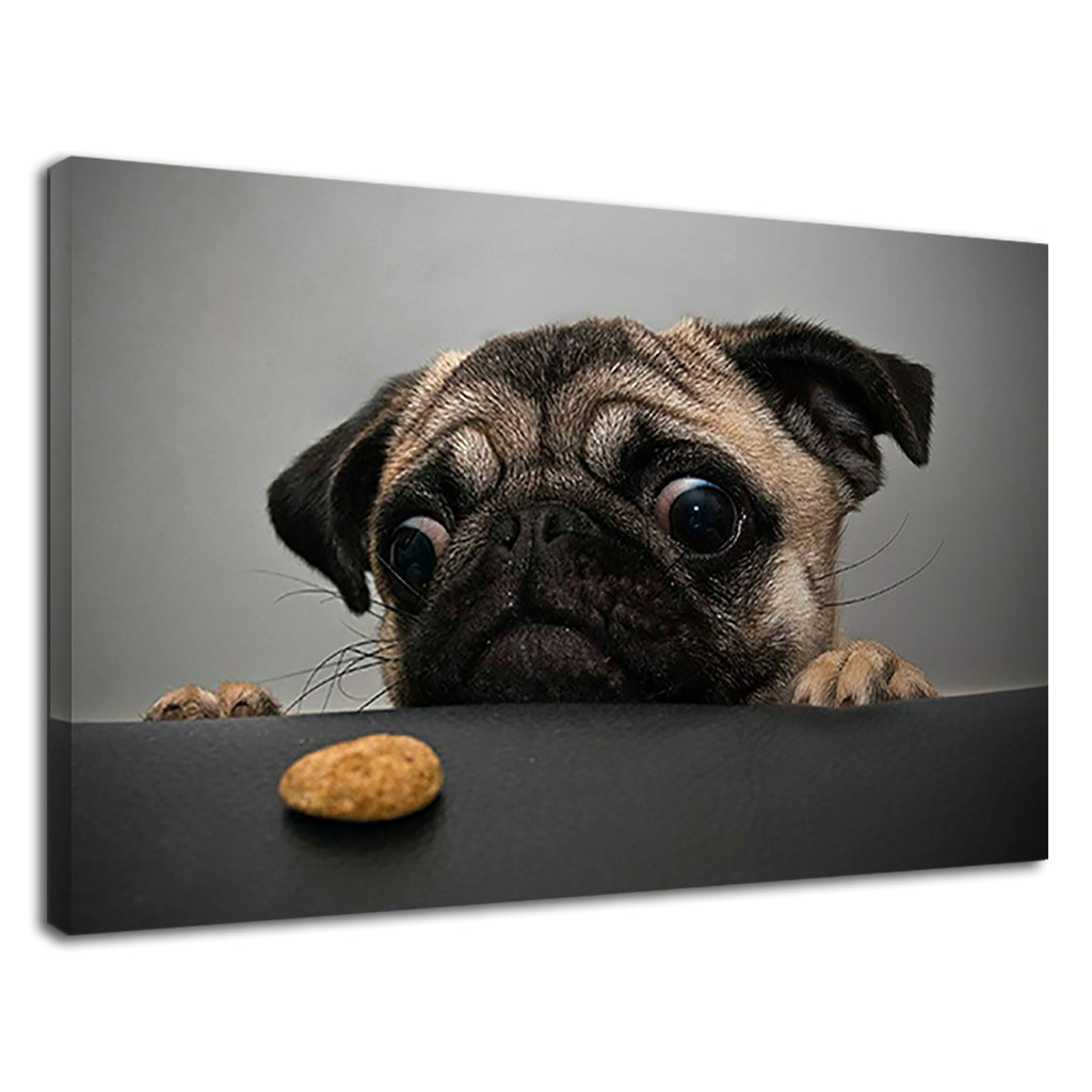 Hungry Pug Puppy Looking At The Biscuit On Table Canvas Print