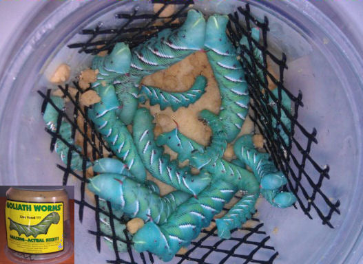 download horn worms for sale