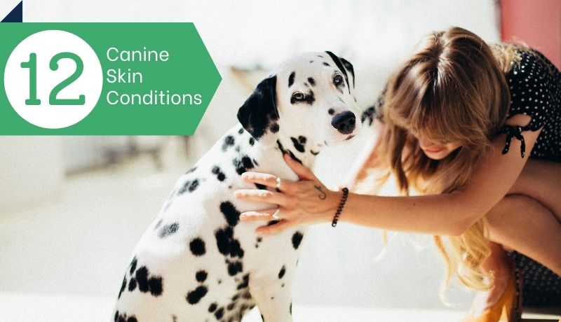 Canine Skin Conditions