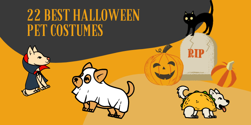 22 Best Halloween Pet Costumes