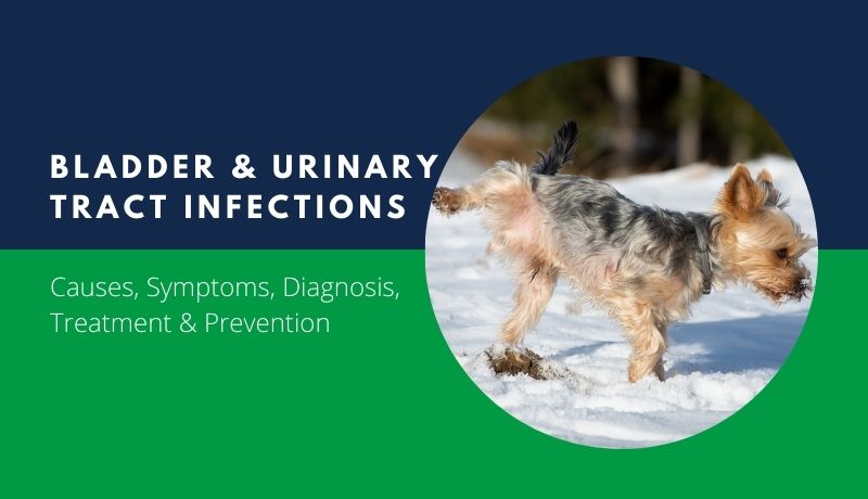 bladder infections & urinary tract infections in dogs and cats
