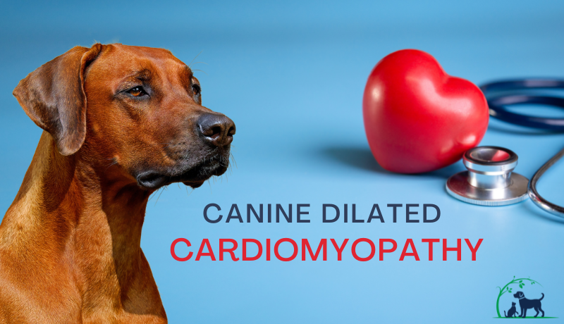 Canine Dilated Cardiomyopathy