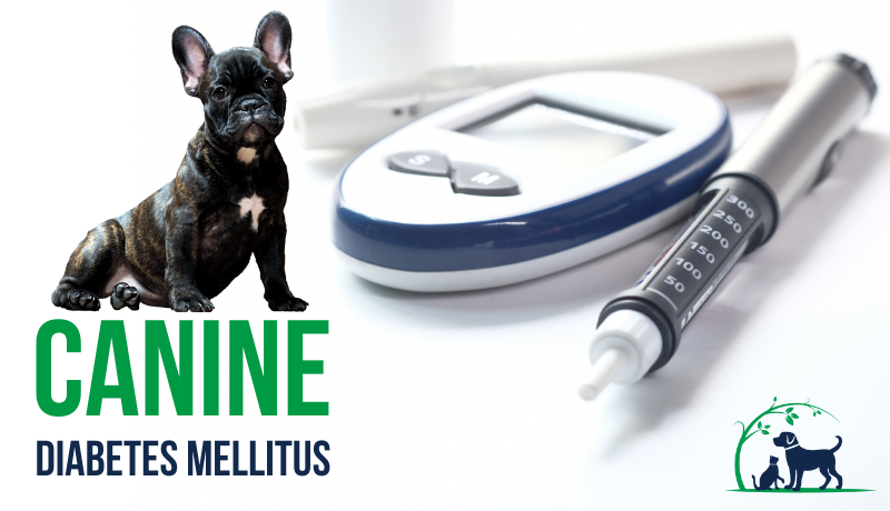 Canine Diabetes Mellitus