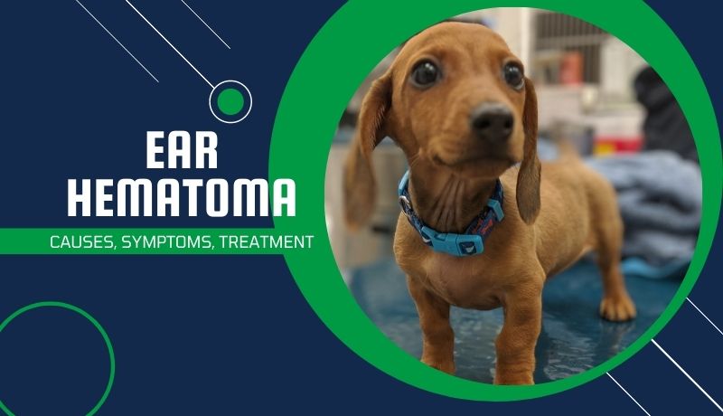 Ear Hematoma in Dogs & Cats