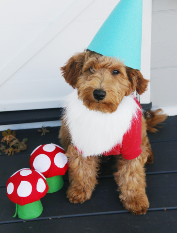 Garden Gnome DIY Halloween Pet Costume