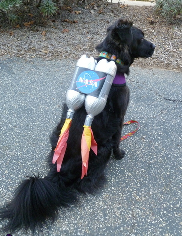 Jet Pack DIY Halloween Pet Costume