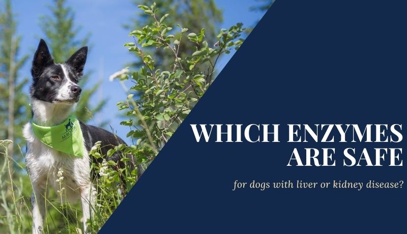 Blog post: which enzymes are safe for dogs with liver or kidney disease?