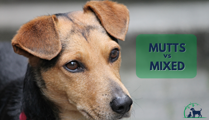 Mutts vs Mixed Breed Dogs, Who's Healthier?