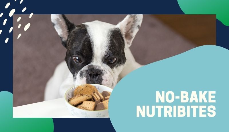 black and white dogs stares at no-bake nutribites