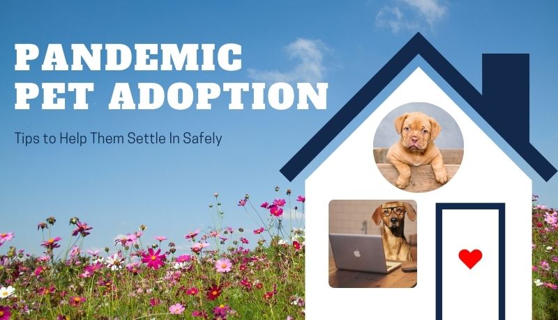 Pandemic Pet Adoption Tips