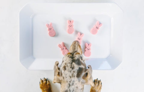 Peeps for pups