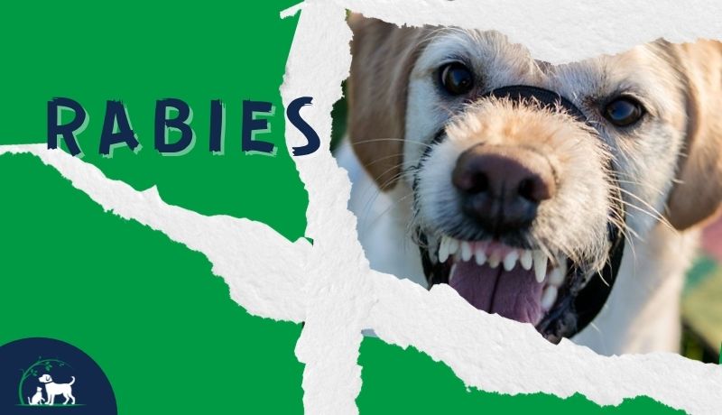 how many dogs get rabies each year