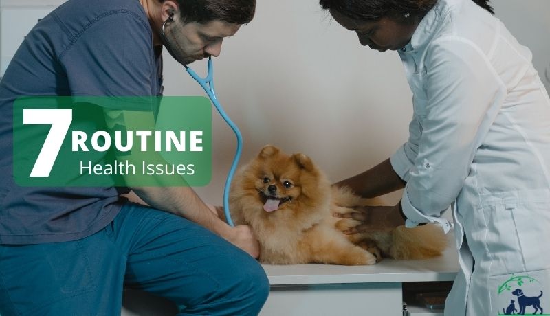 7 Routine Pet Health Issues & How to Deal With Them