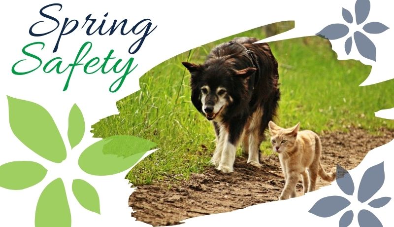 Spring Safety tips for pets