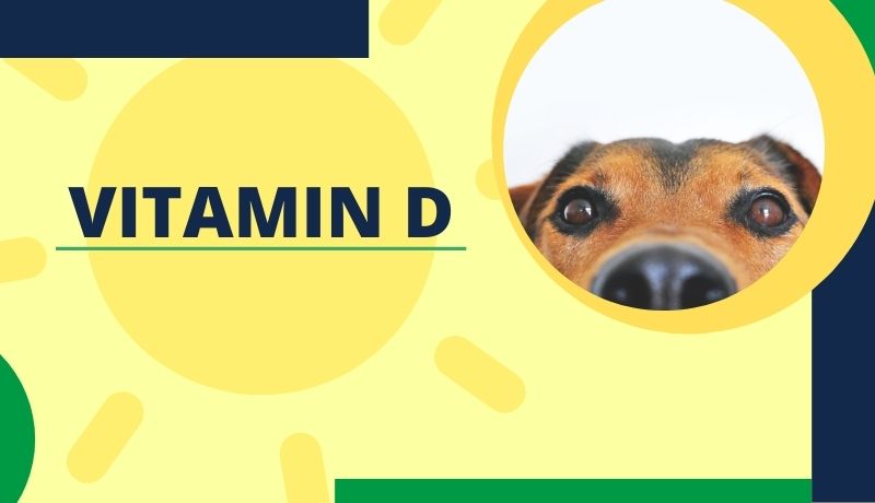 Vitamin D for pet health