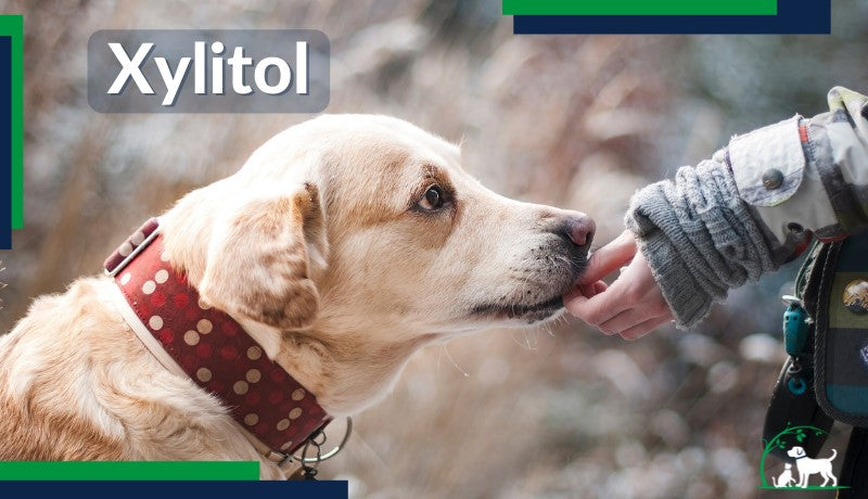 xylitol poisoning in pets