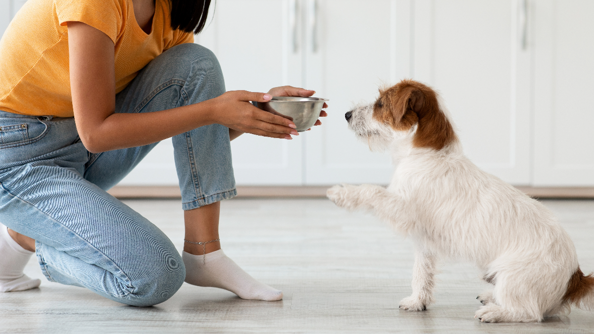 dog being offered food bowl