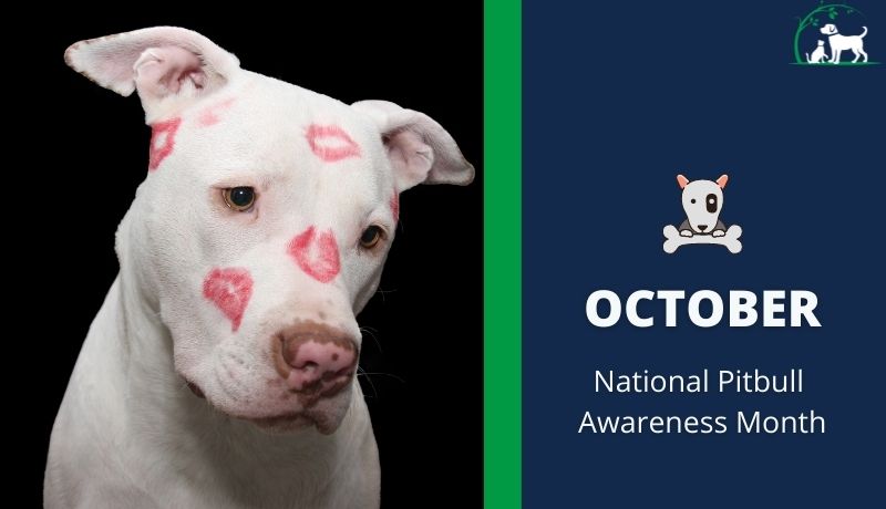 October is National Pitbull Awareness Month