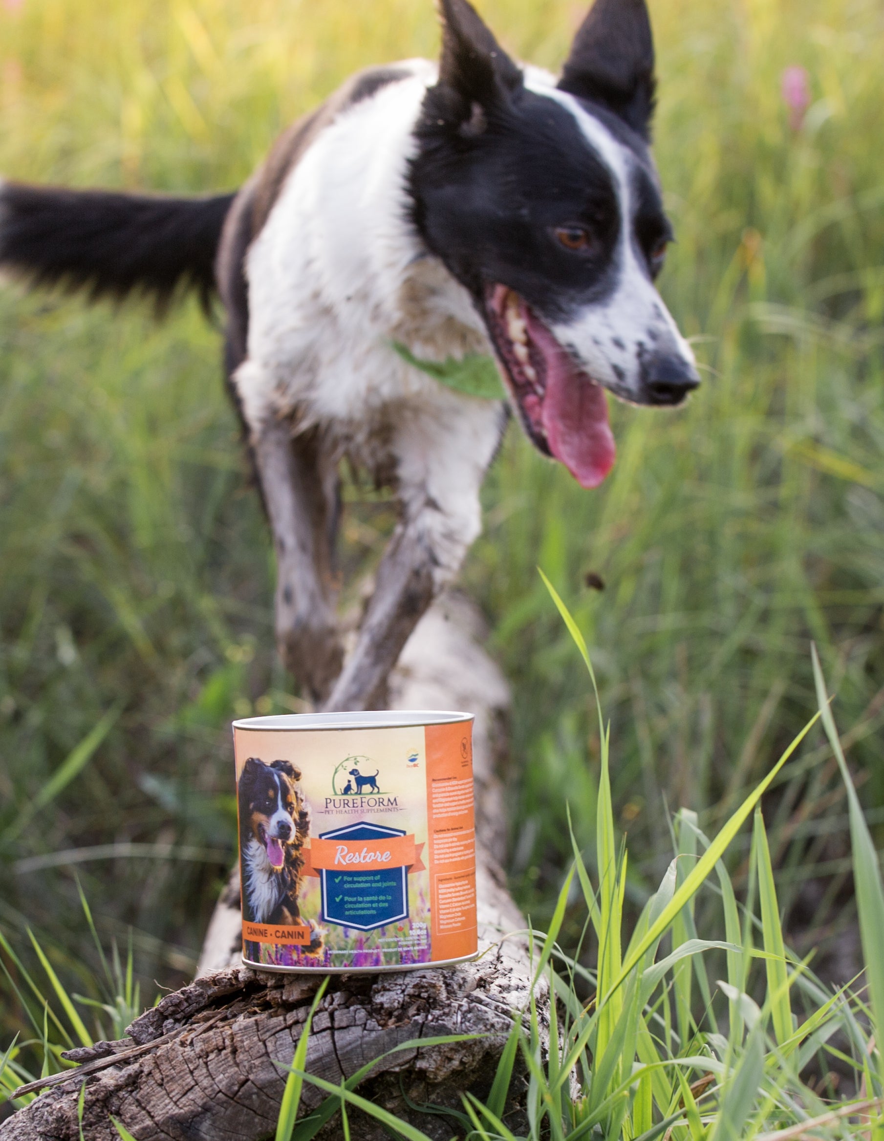 DIY} Homemade Cooked Dog Food - Kama Loves Agility