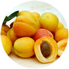 Apricot Kernel Extract used in Peeling Cream Lacinia