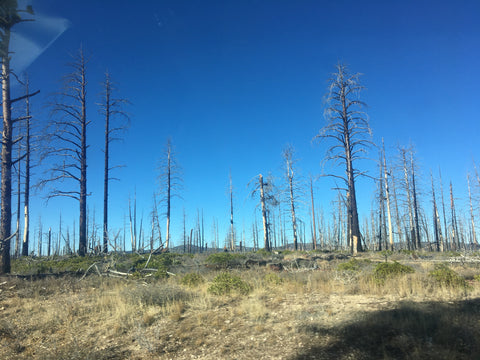 Verbrannte Wälder in Kalifornien © Bettina Döttinger, 2019