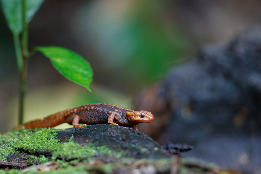 Reasons How Your Reptile Benefits from Live Mosses. – Geckopia