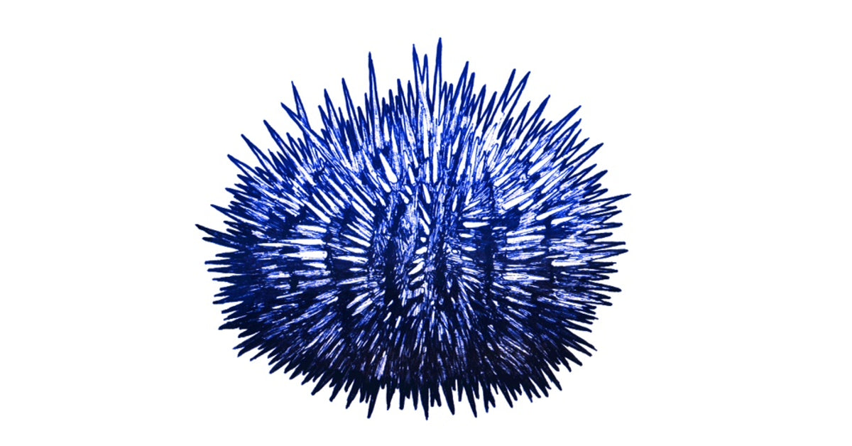 Blue Urchin