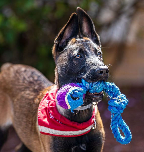 therapy dog, healing, canine companion