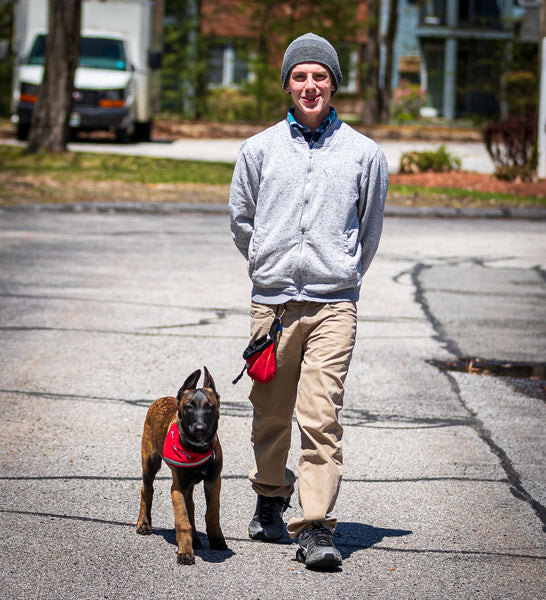 therapy dog, canine companion, healer