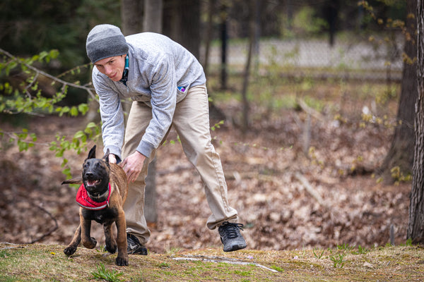 therapy dog, dog playing, healing