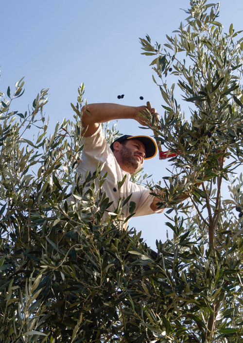 young-man-collects-olives-from-olive-tree-with-special-tool-collecting-olives-greece.jpg__PID:686f7289-207b-4e9f-9835-afc9d9be9915