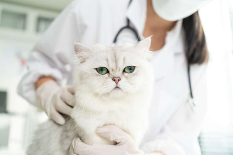 10 Early Warning Signs That Your Cat Is Sick—And What to Do Next