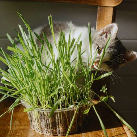 The Purrfect Guide to Catnip for Cats