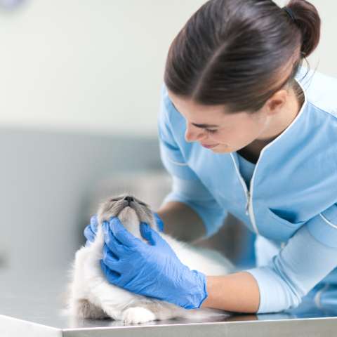A Beginner's Guide To Cat Dental Care