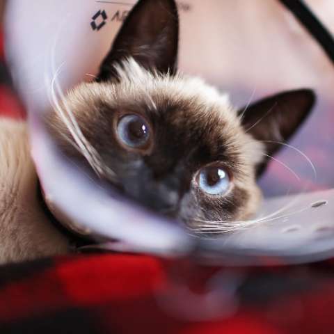A Comprehensive Guide to Cat Surgery - What Pet Owners Need to Know