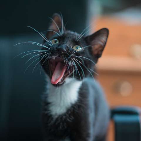 A Roar, a Chirp, and a Meow – A Comparison of Cat Vocalizations
