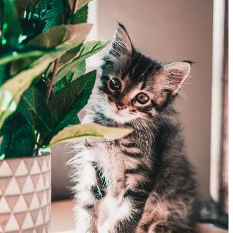 Beware! Plants That Are Poisonous to Cats- Happy Little Kitty