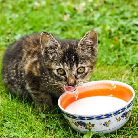 Can Cats Drink Milk- Happy Little Kitty