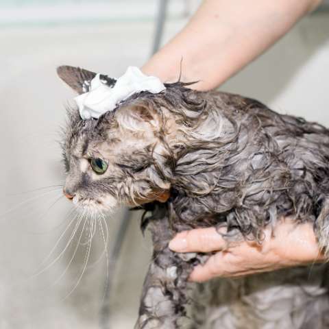 Can I Use Human Shampoo on My Cat? 