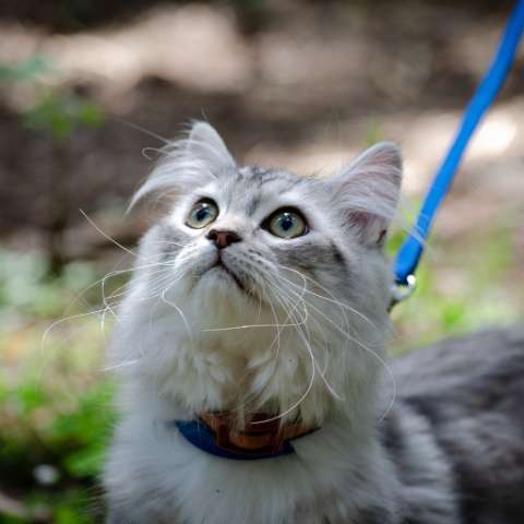 Cat Training 101: How to Get Your Cat Used to Wearing a Harness