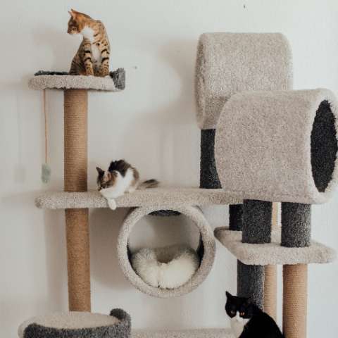 Cat Trees - The Purrfect Addition to Any Home