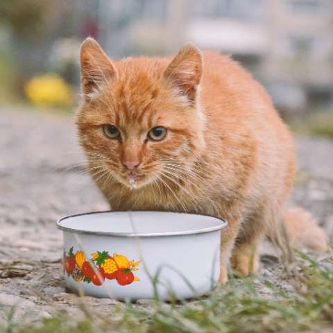 Choosing the Purrrfect Cat Food Bowl 